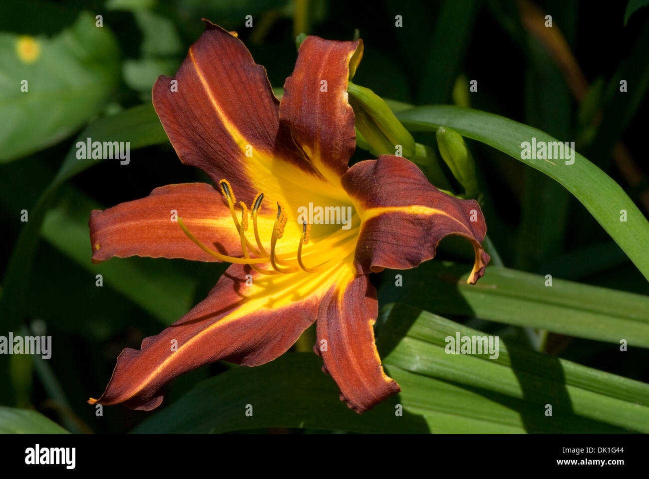 Burgundy Wine And Yellow Lily, Or Lilium, Flower Closeup Stock Photo 