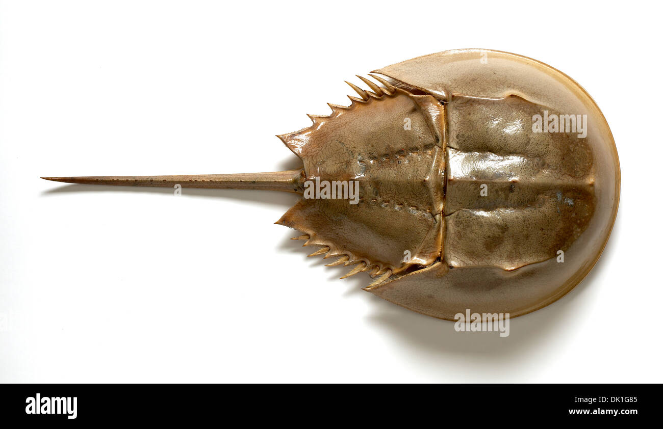 Horseshoe Crab Stock Photo