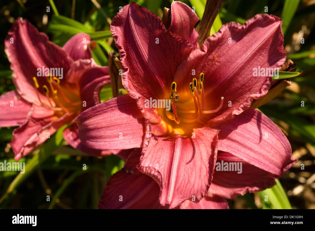 Burgundy And Yellow Lily, Or Lilium, Flower Closeup Stock Photo - Alamy