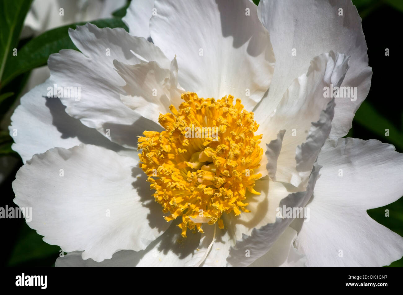 White peony flower with a golden yellow pollen filled center, macro close up. Stock Photo