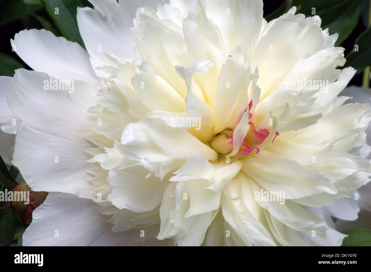 White peony flower with red-pink stripe in the center, macro close up. Stock Photo