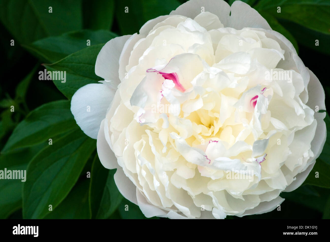 White peony flower with red stripes, macro close up. Stock Photo