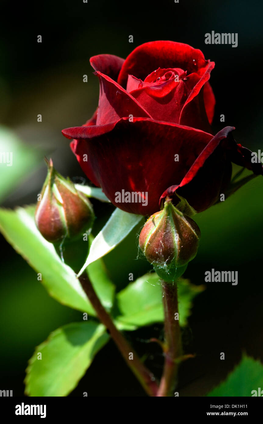 Red rose with red brown rose buds Stock Photo Alamy