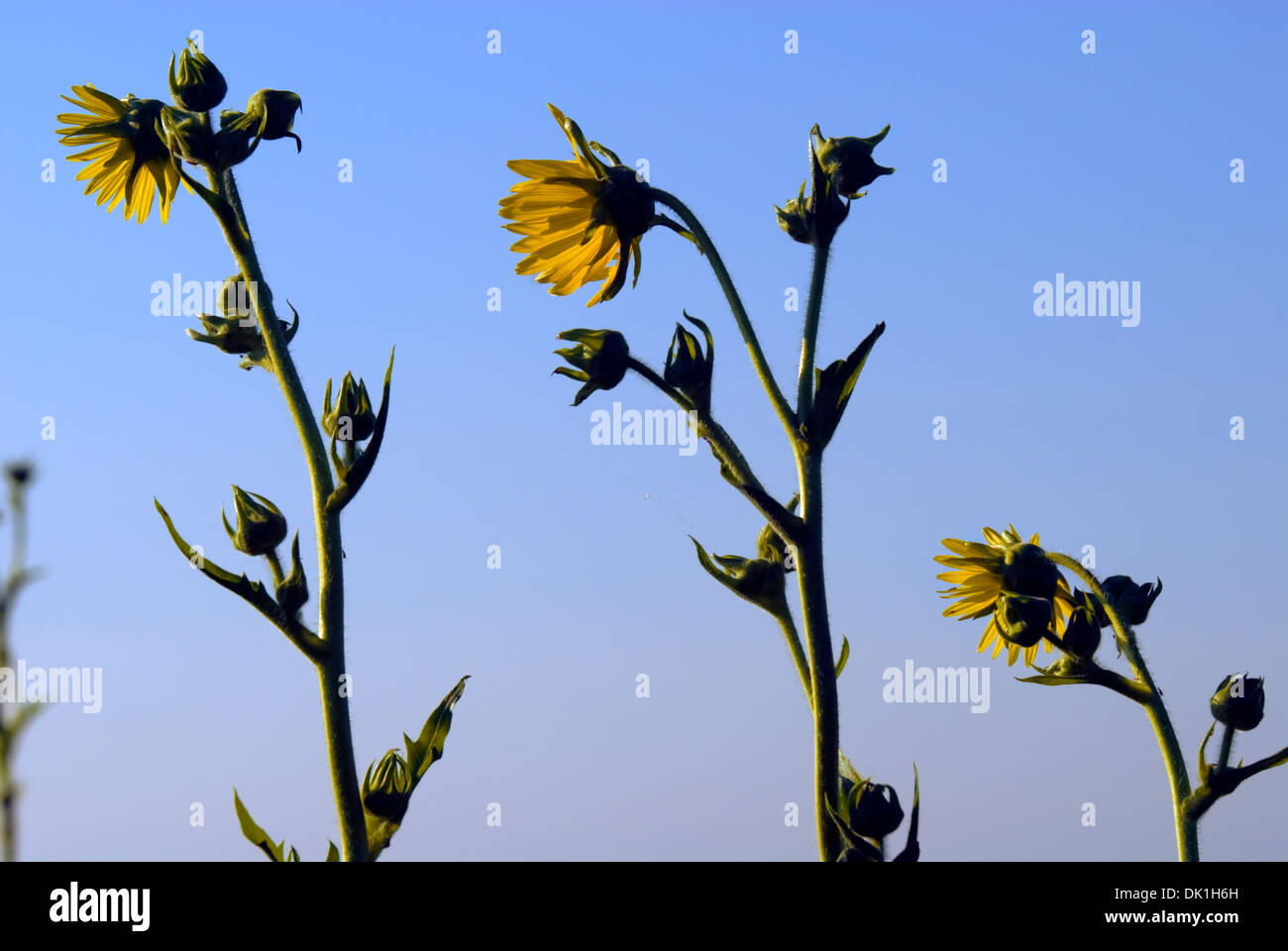 Sunflowers growing wild on the shores of Lake Michigan in Chicago
