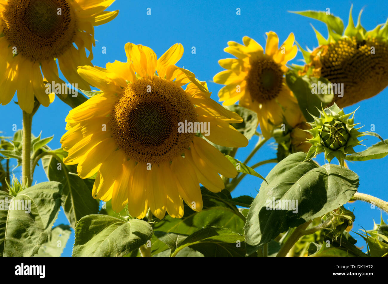 Sunflowers growing in an organic garden, Chicago, Illinois, USA Stock