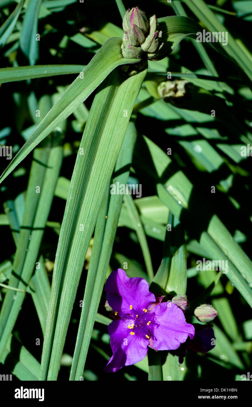 Close up image of a magenta Tradescantia virginiana (Virginia spiderwort) perennial plant, flower and buds. Stock Photo