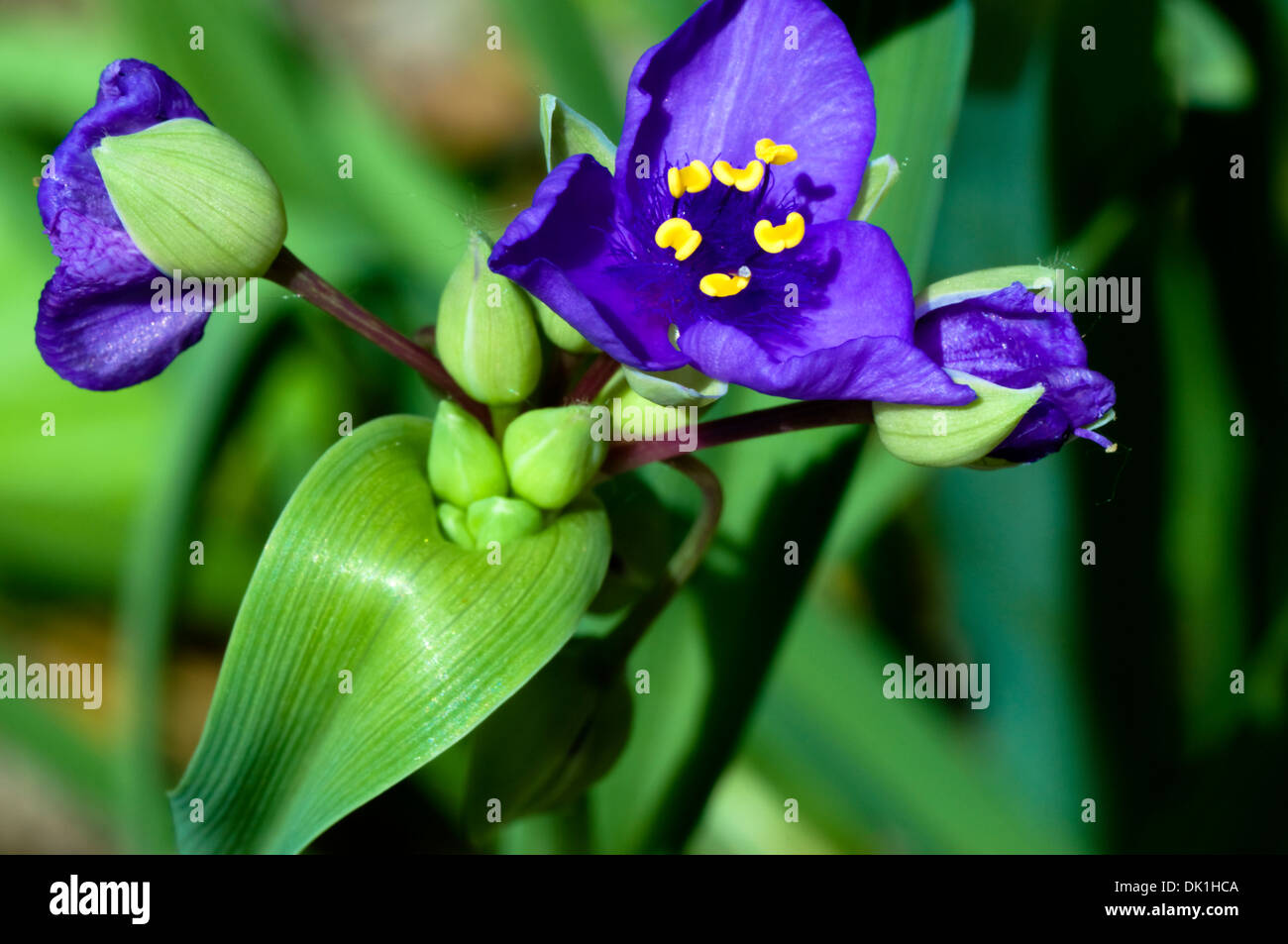 Close up image of a purple Tradescantia virginiana (Virginia spiderwort) perennial flower. Stock Photo