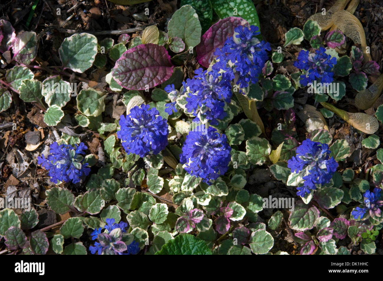 Unknown type of very small violet blue flowers, with Maple seeds as a scale to their size. Stock Photo
