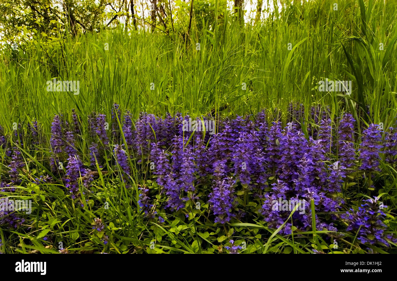 Purple wildflowers grow along a woods edge in southern Indiana in a