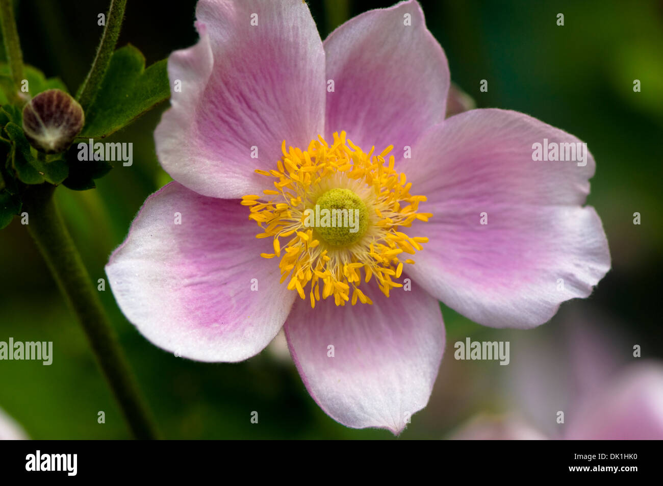 Macro image of a Japanese anemone flower, close-up with its' pink and white delicate petals and pollen filled yellow center. Stock Photo