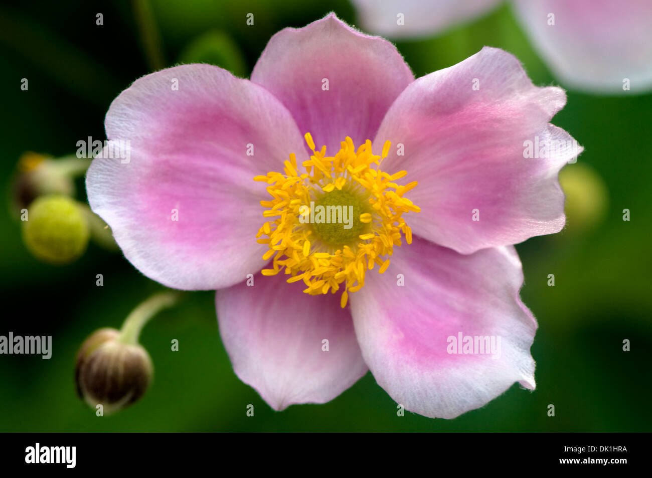 Macro image of a Japanese anemone flower, close-up with its' pink and white delicate petals and pollen filled yellow center. Stock Photo