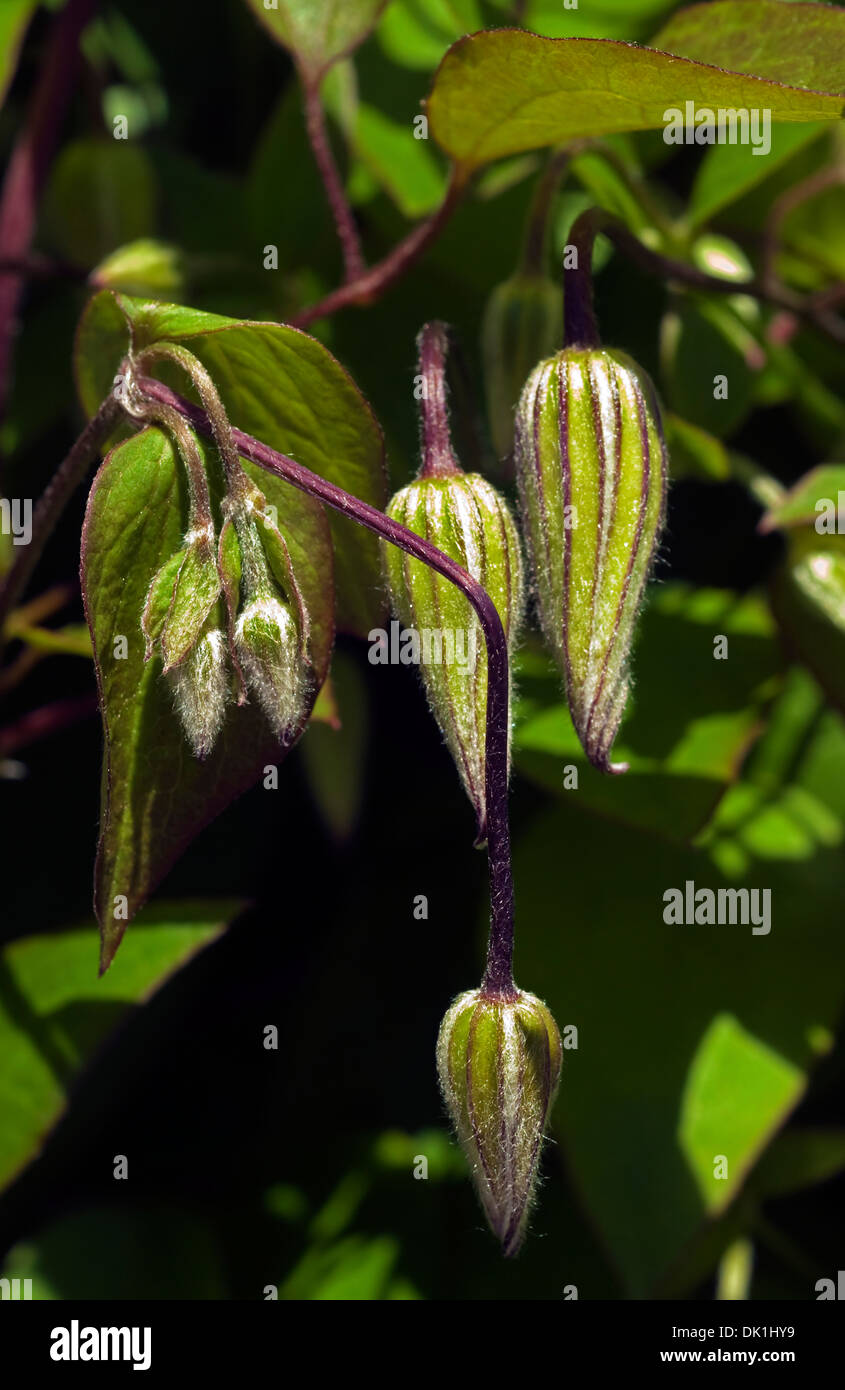Clematis buds on the plants vine, select focus closeup Stock Photo Alamy