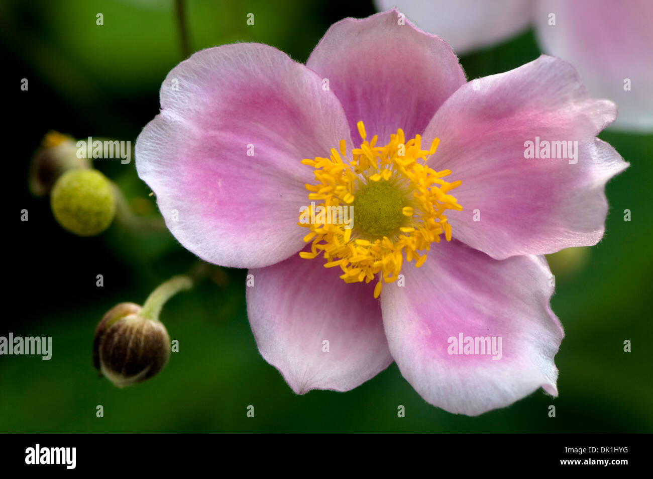 Macro image of a Japanese anemone flower, close-up with its' pink and white delicate petals and pollen filled yellow center. Stock Photo