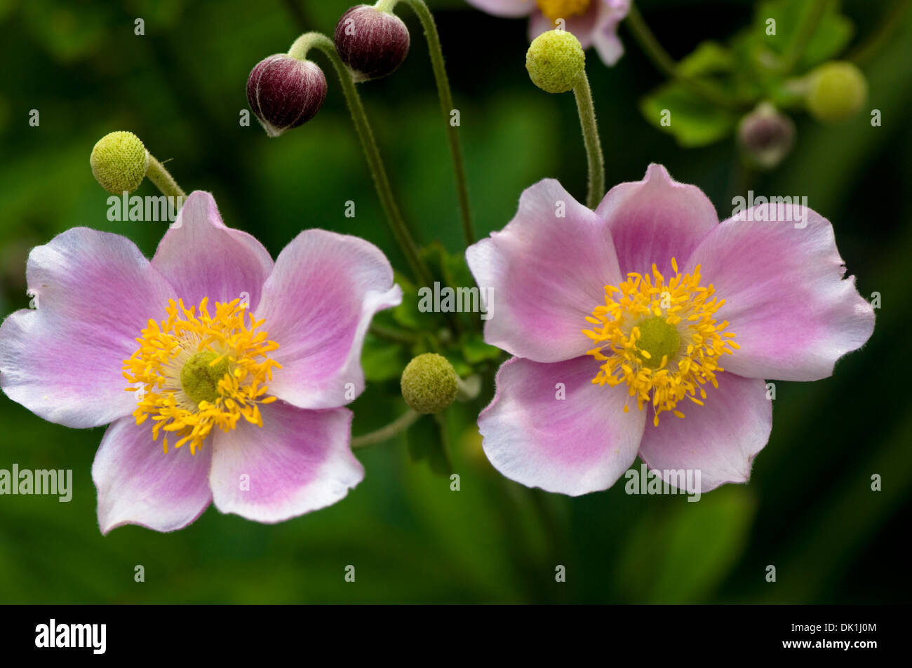Macro image of two Japanese anemone flower, close-up with its' pink and white delicate petals and pollen filled yellow center. Stock Photo