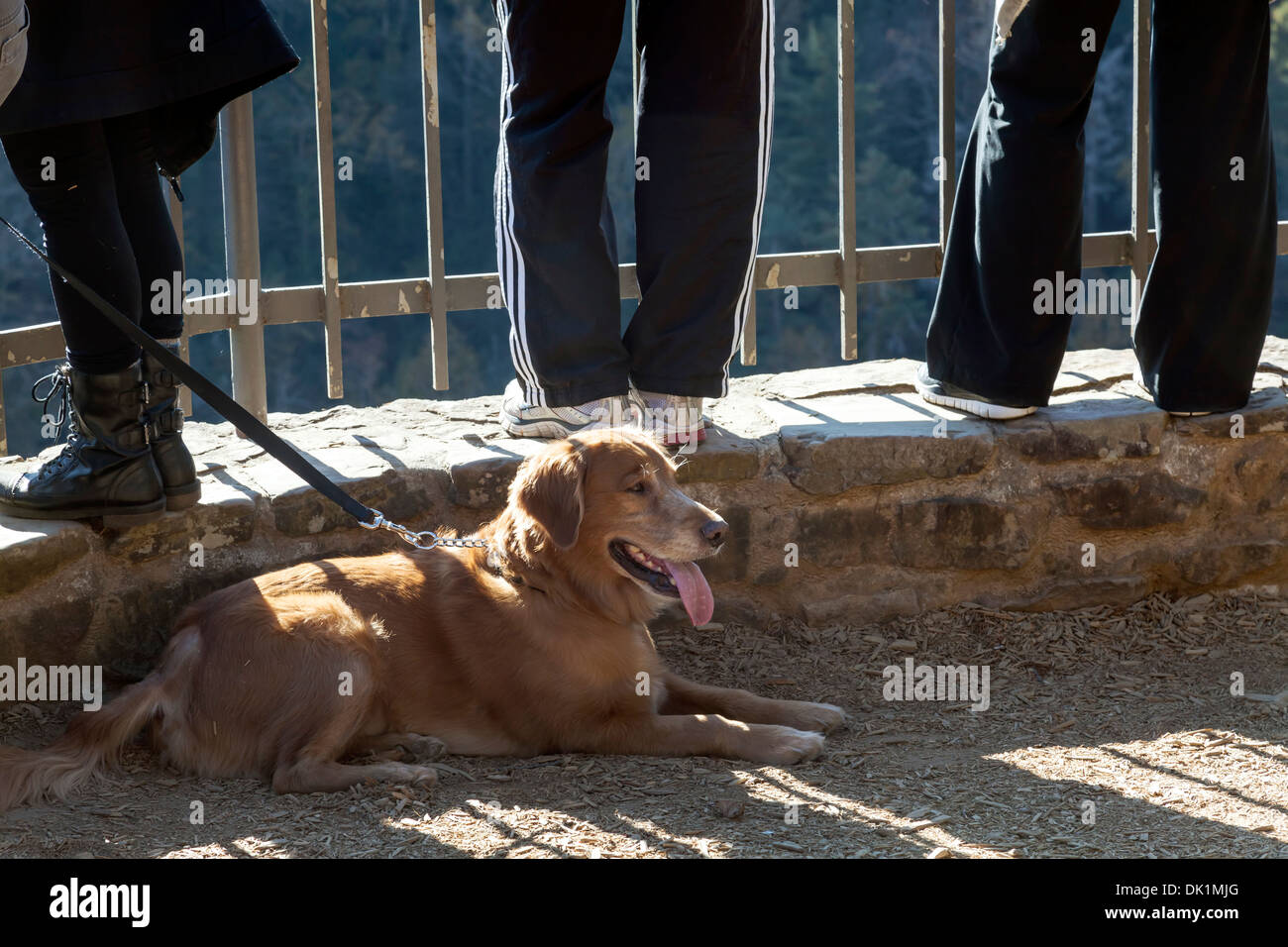 A dog lays at feet of tourists along the railing of a scenic overlook in Tallulah Falls State Park in Rabun County, Georgia. USA Stock Photo