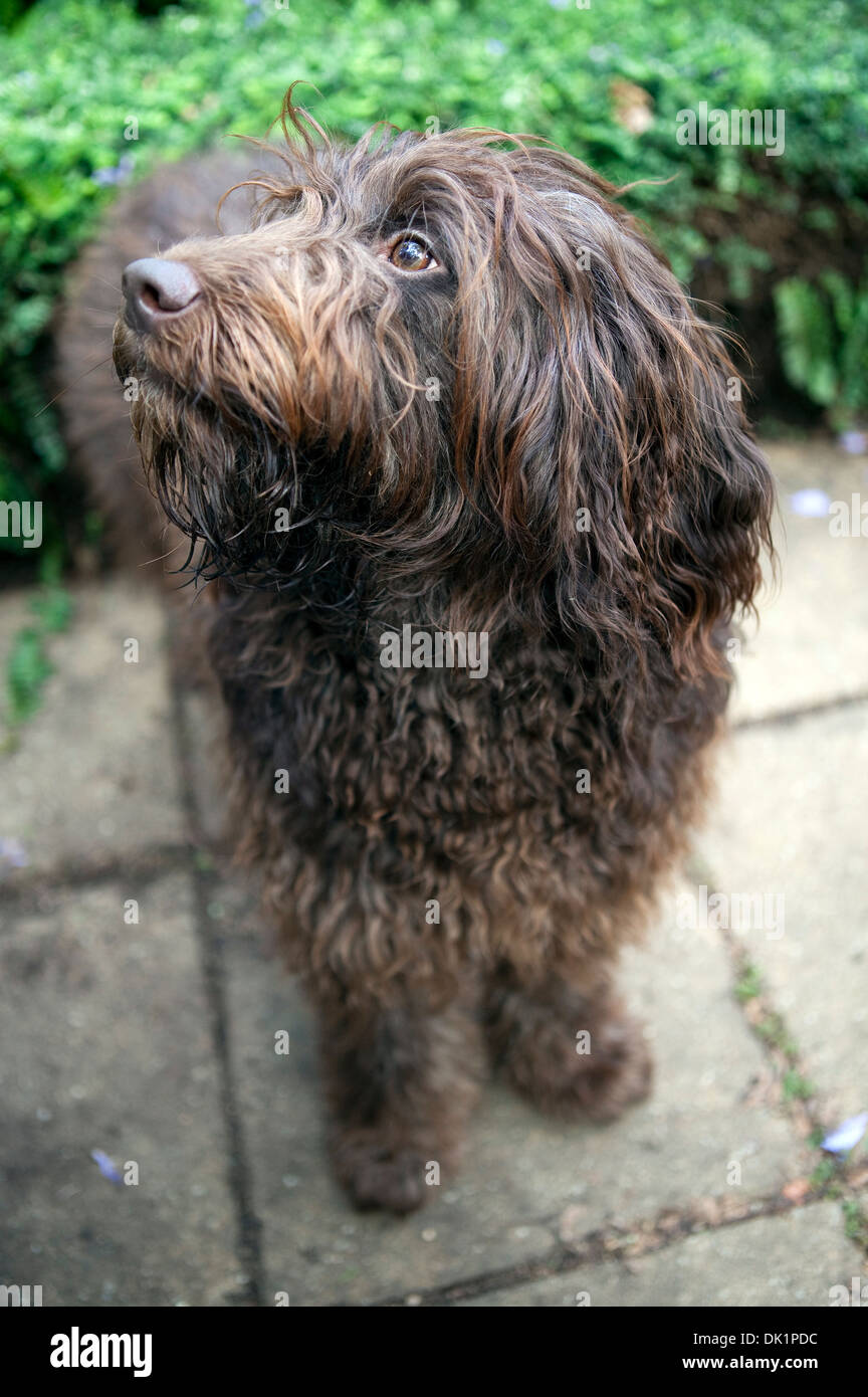 Labradoodle dog Stock Photo