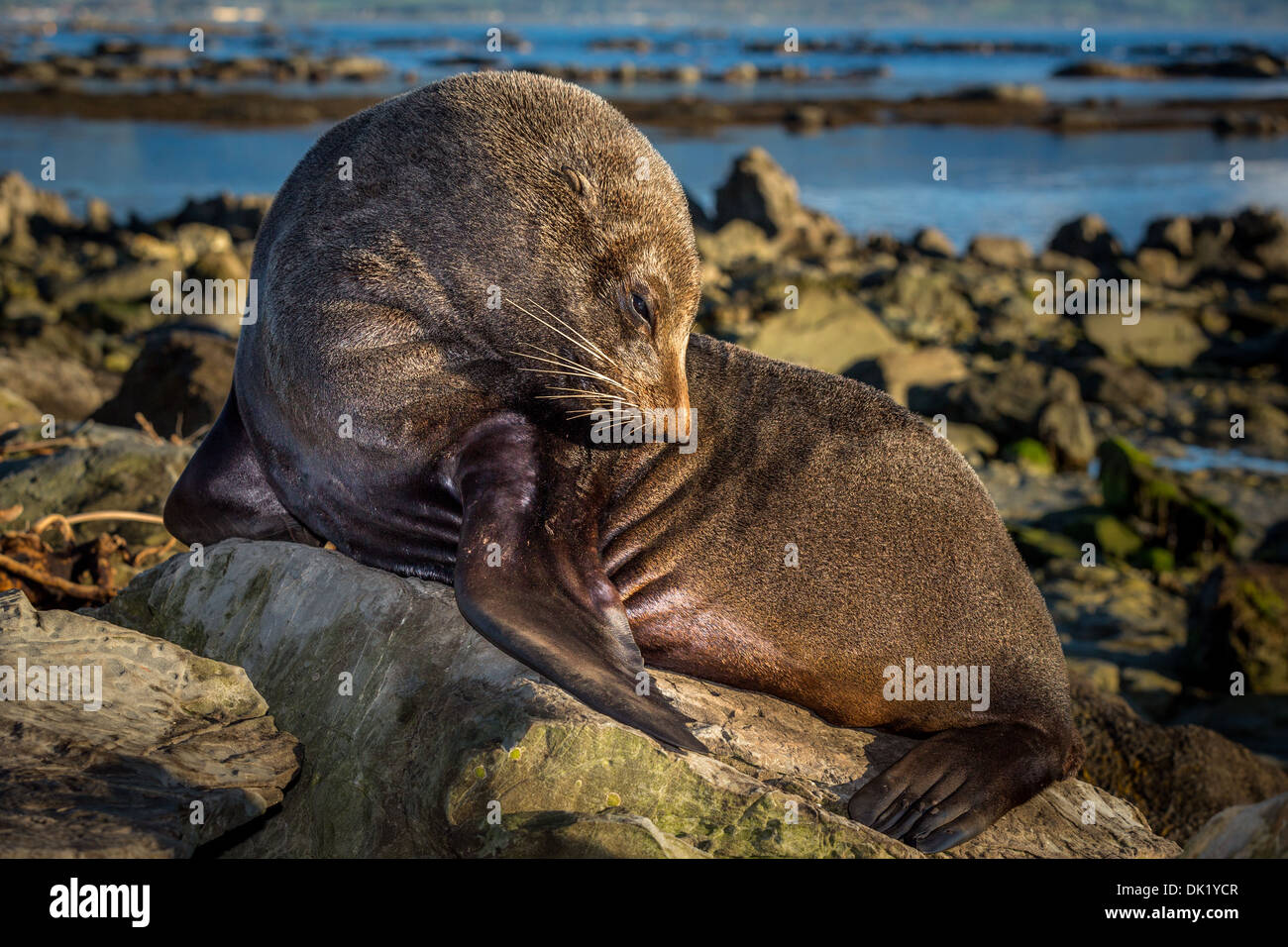 Southern Fur Seal (Arctocephalus forsteri), near Kaikoura, South Island, New Zealand Stock Photo