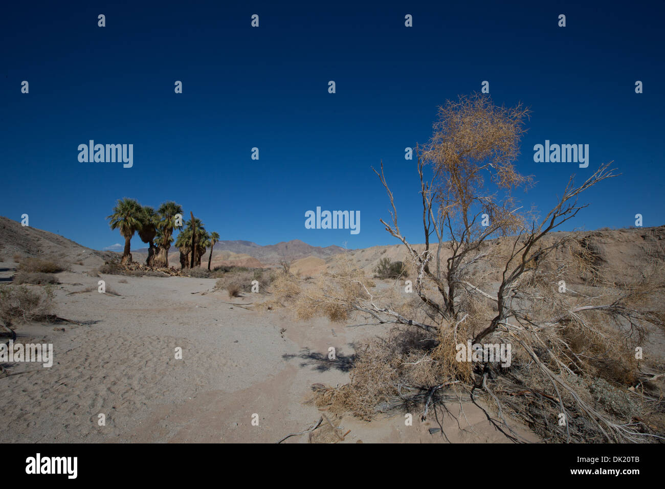 Palm trees and dried bushes at 17 Palms Oasis, Anza Borrego Desert State Park, San Diego County