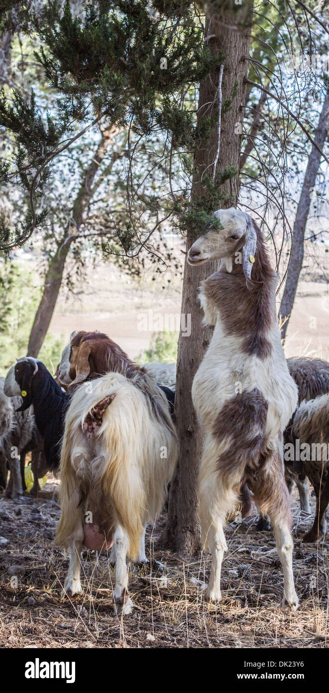 Beautiful photos of goats grazing in the forest. Israel. Stock Photo