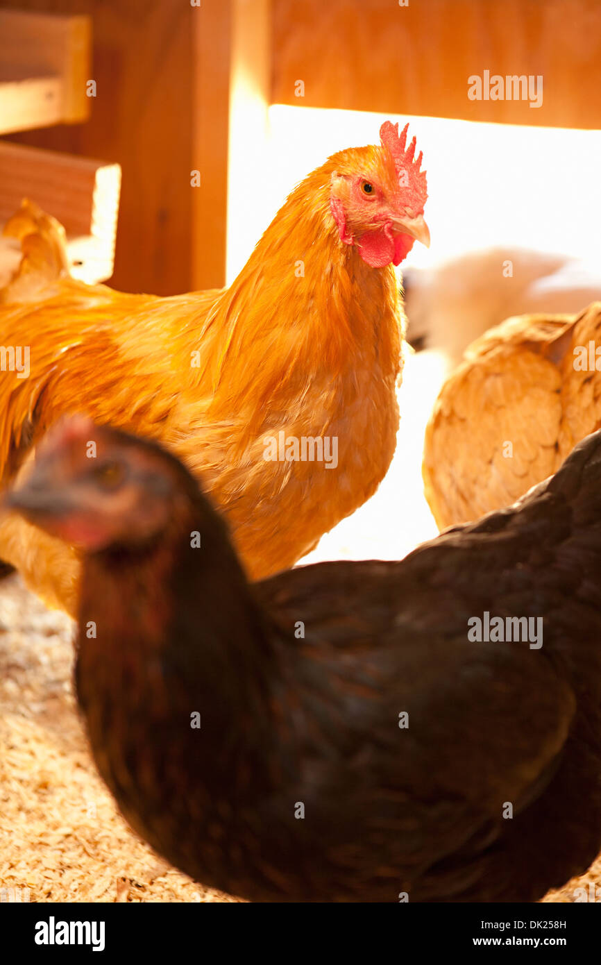 Hen house hires stock photography and images Alamy