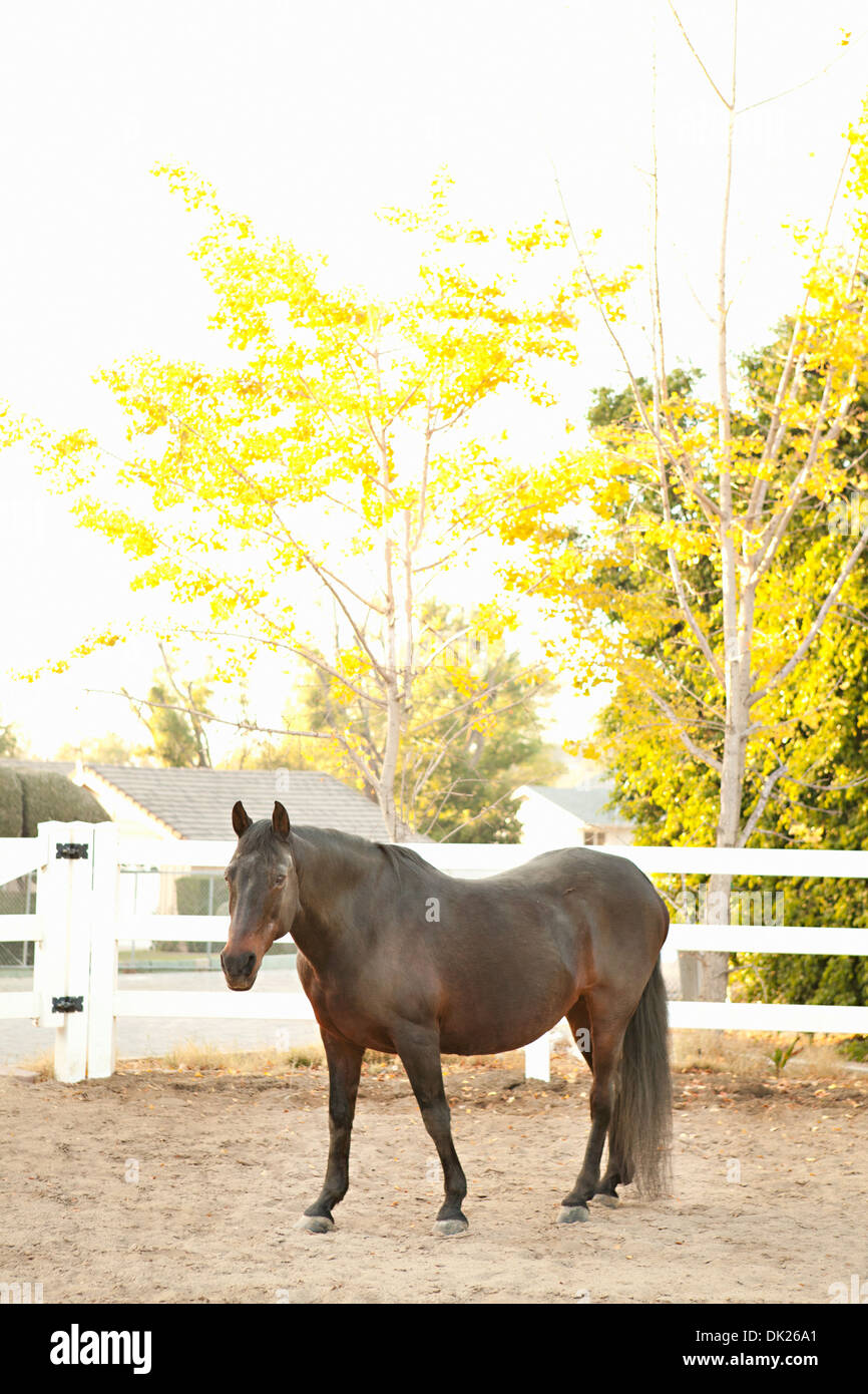 Brown horse in corral with white fence Stock Photo