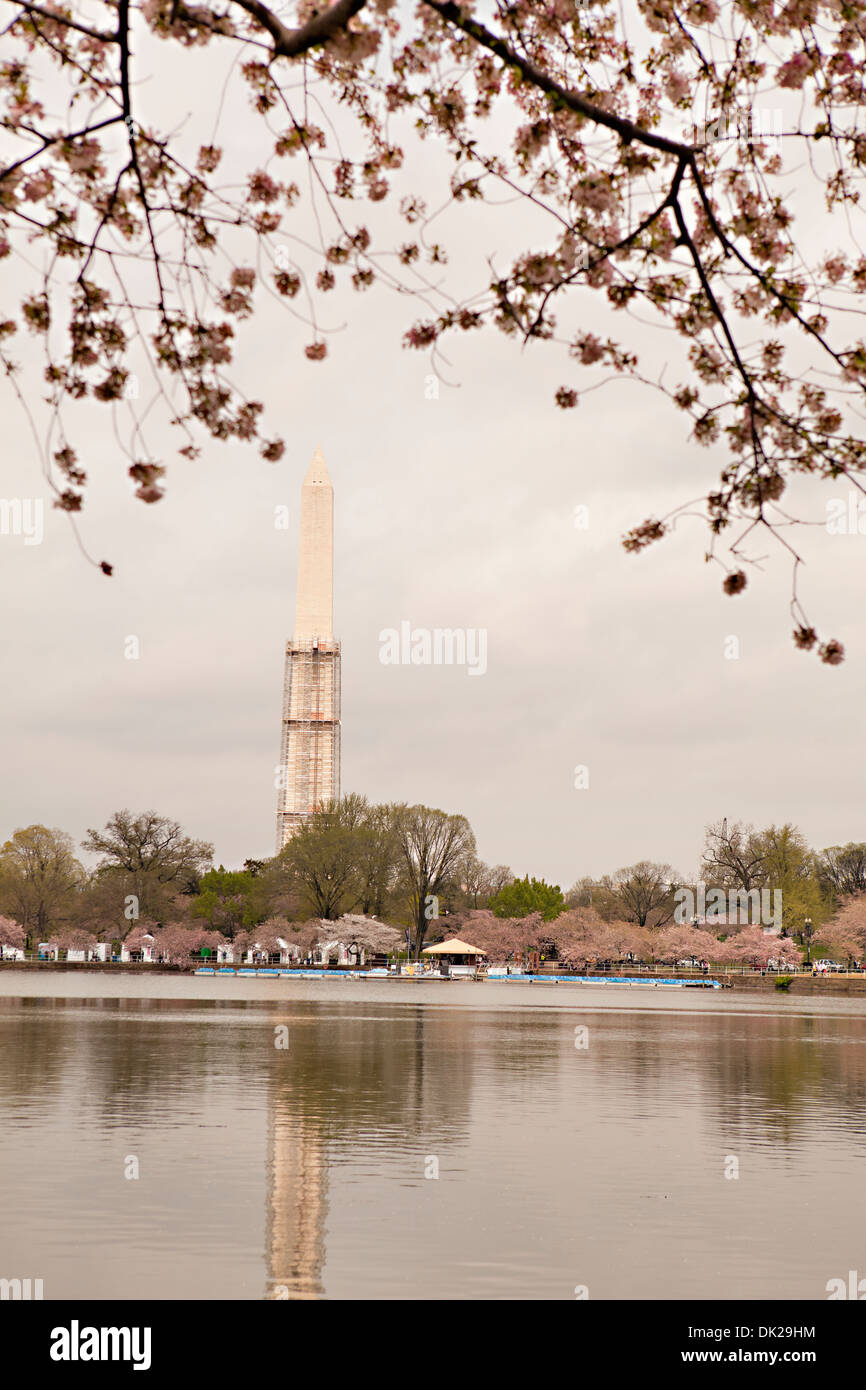 Pink cherry blossoms framing view of Washington Memorial, Washington D.C., United States Stock Photo