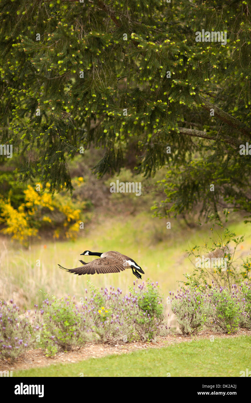 Canada goose with spread wings flying in park Stock Photo