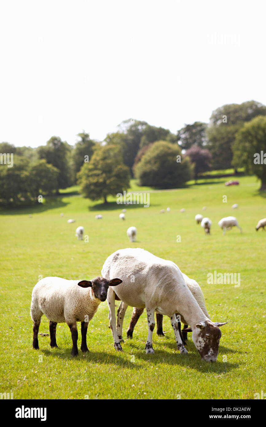 Baby lamb grazing with mother sheep in sunny countryside pasture Stock Photo
