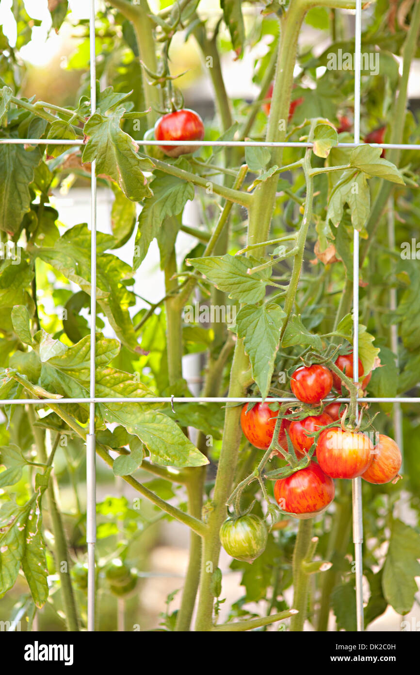 Organic tomatoes ripening on vine along fence Stock Photo