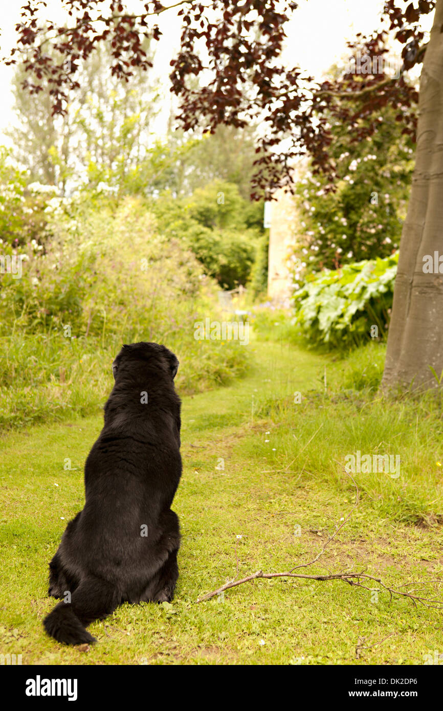 Black dog waiting on garden path Stock Photo