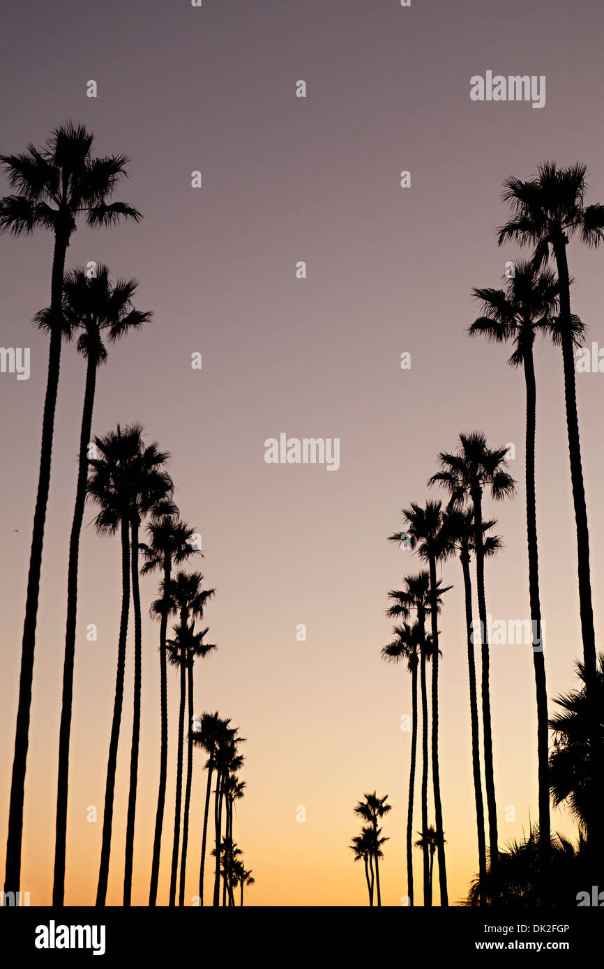 Low angle view of tall silhouetted palm trees against sunset sky, Corona del Mar, California, United States Stock Photo