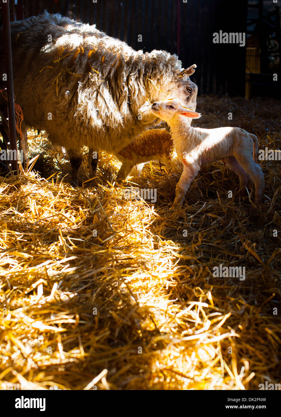 New born lamb and sheep hi-res stock photography and images - Alamy
