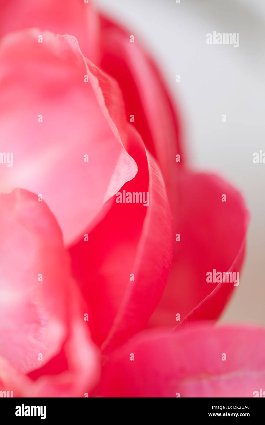 Close up high angle view detail of pink peony petals Stock Photo