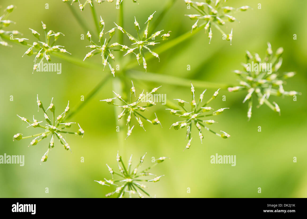 Nature detail. Close up of flower with green background Stock Photo - Alamy