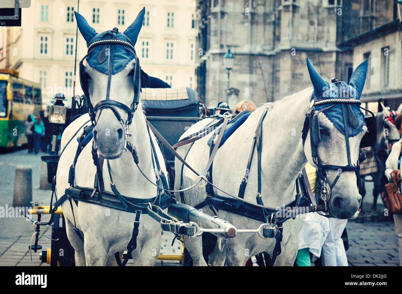 Carriage Horses in front of St. Stephens Cathedral, Vienna, Austria, Europe Stock Photo