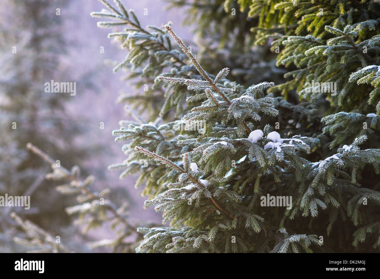 Merry Christmas. Hoarfrost covered spruce trees in the forest in the frosty winter day. You can see the haze and feel cold Stock Photo