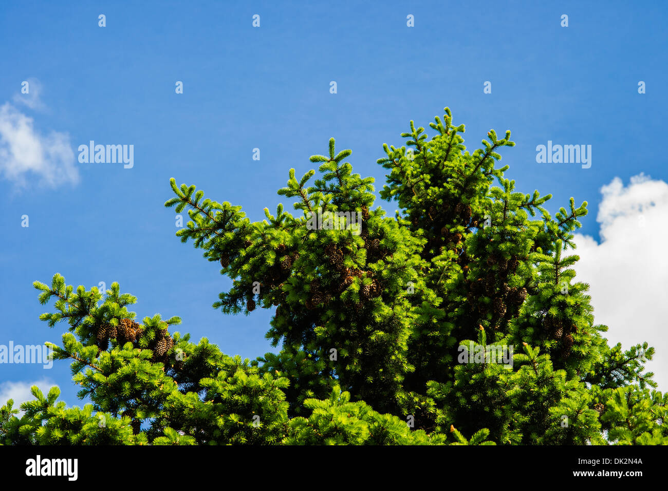 White spruce tree hi-res stock photography and images - Alamy