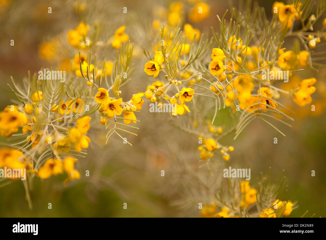 Close up of yellow wildflowers blooming on branch Stock Photo