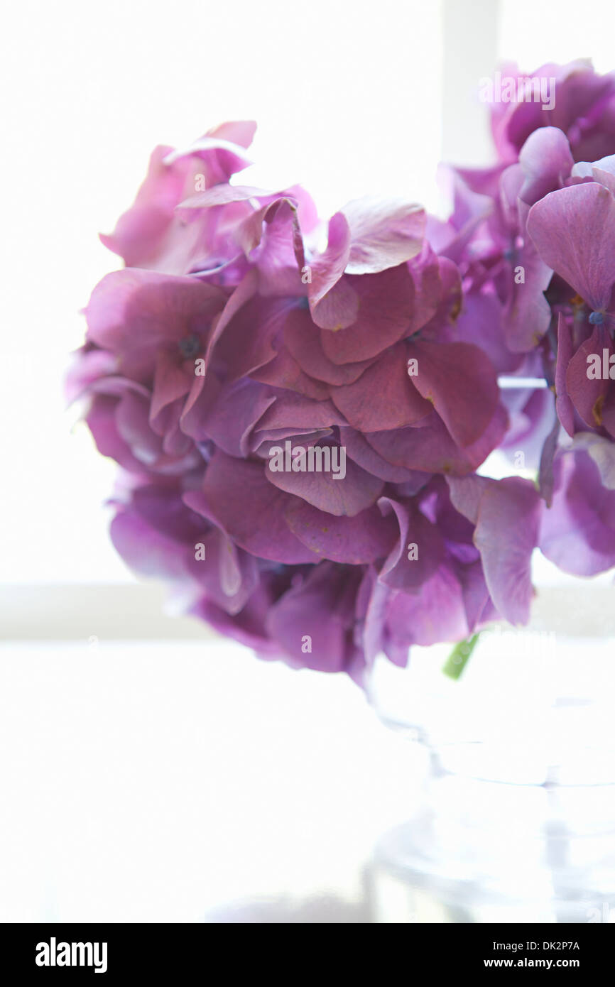 Close up of back lit purple hydrangea in vase in front of window Stock Photo