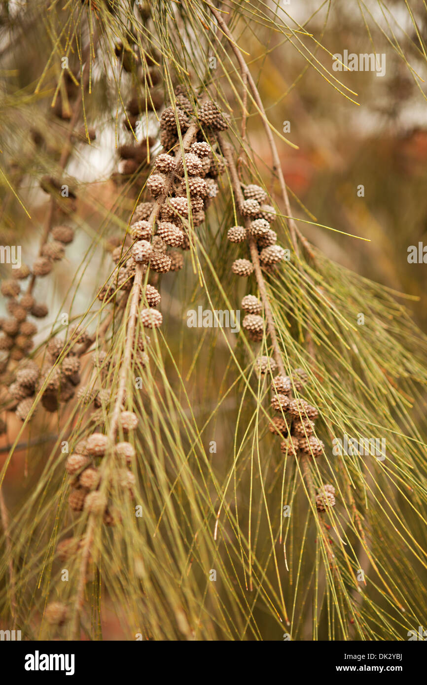 Close up pine tree on hi-res stock photography and images - Alamy