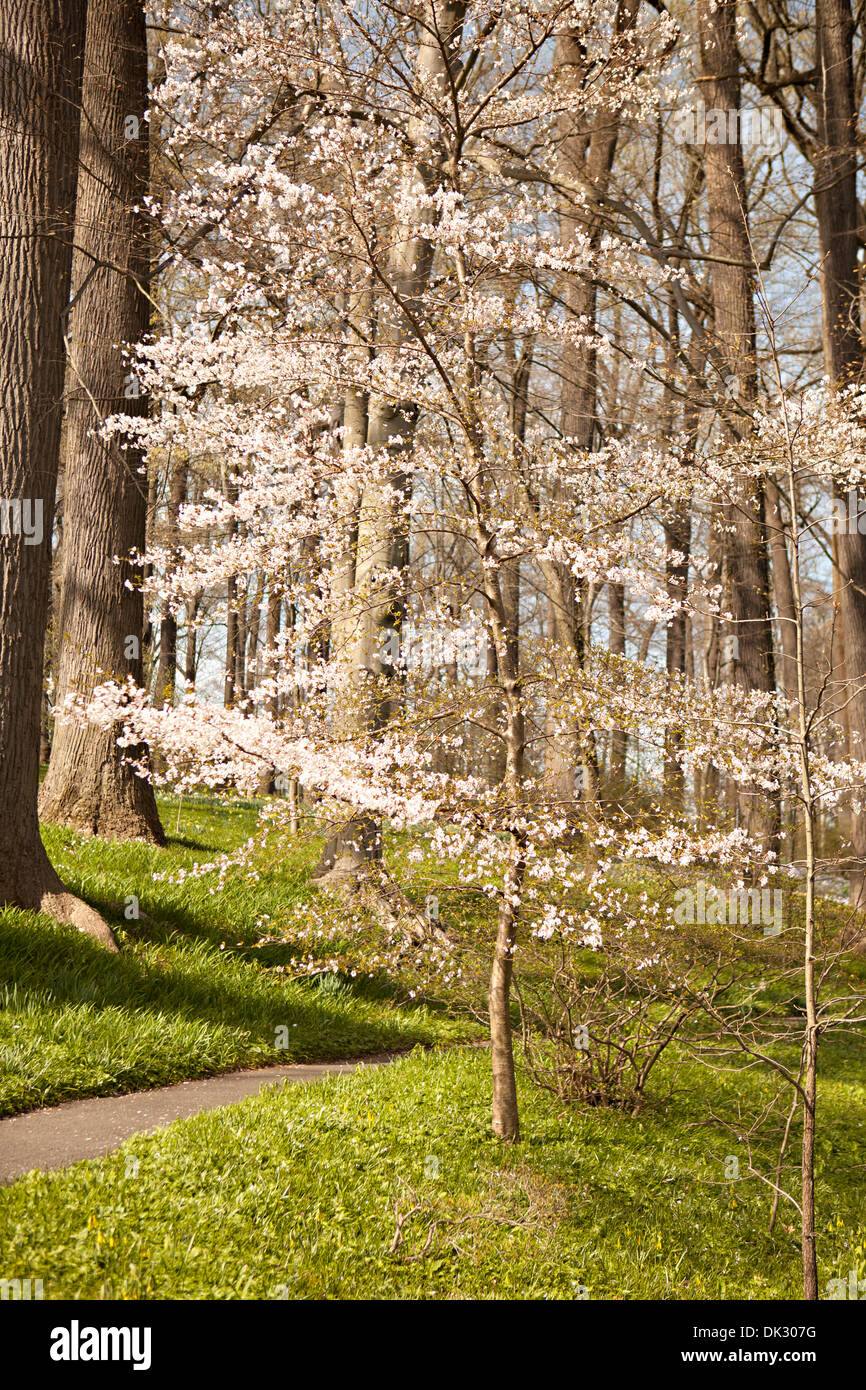 Blossoms on spring tree along path in sunny park Stock Photo