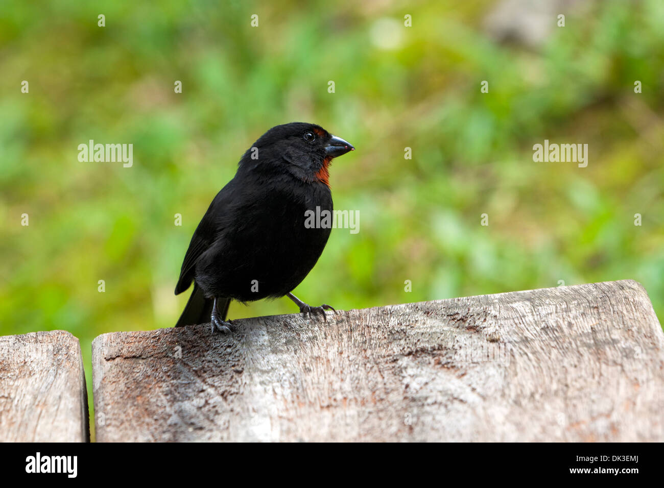 Red Bullfinch Loxigilla noctis at Guadeloupe Stock Photo