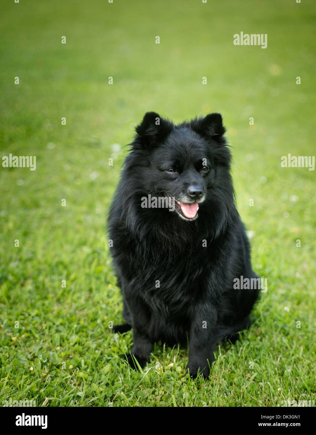 Black dog is sitting in the grass hi-res stock photography and images ...