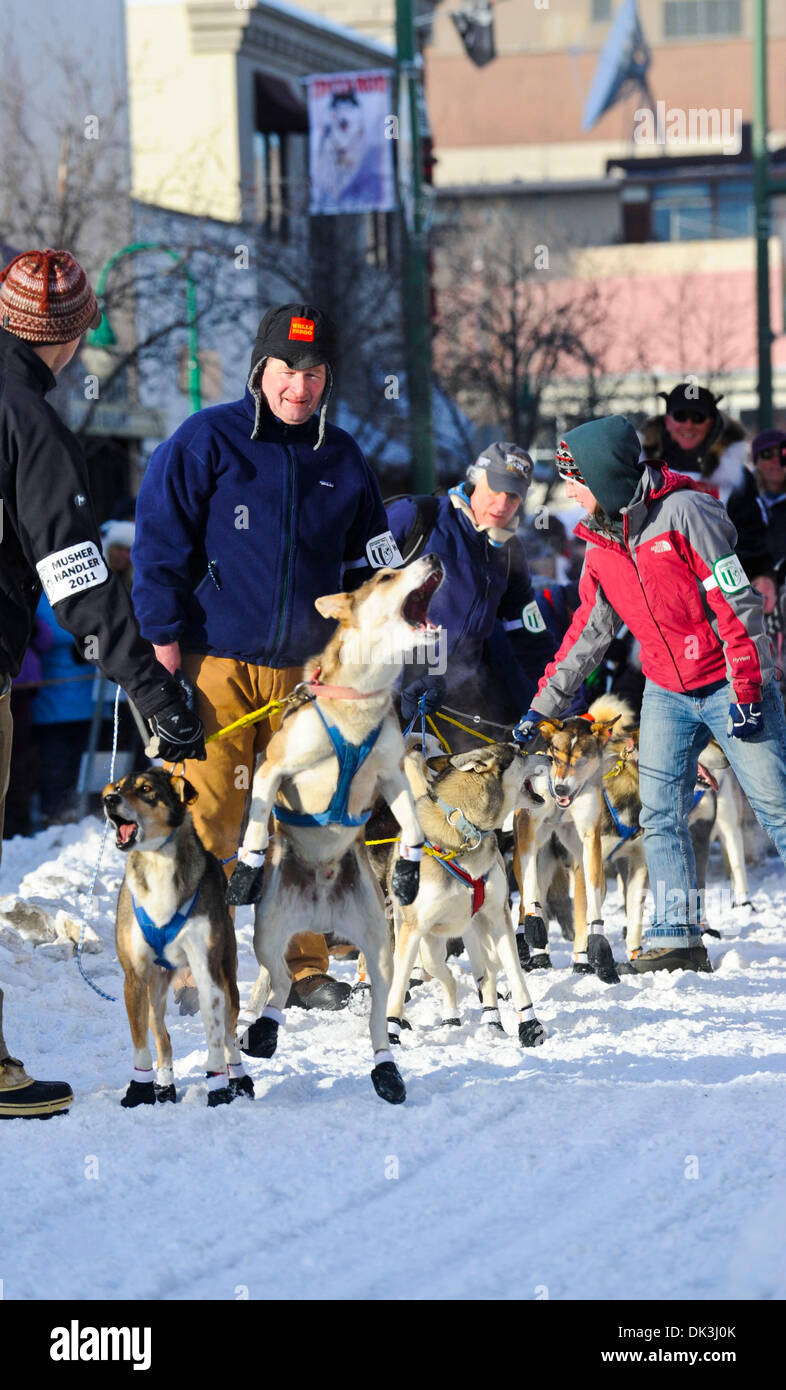 Mar 5, 2011 Anchorage, Alaska, U.S. Barking, jumping sled dogs eager to go at start of