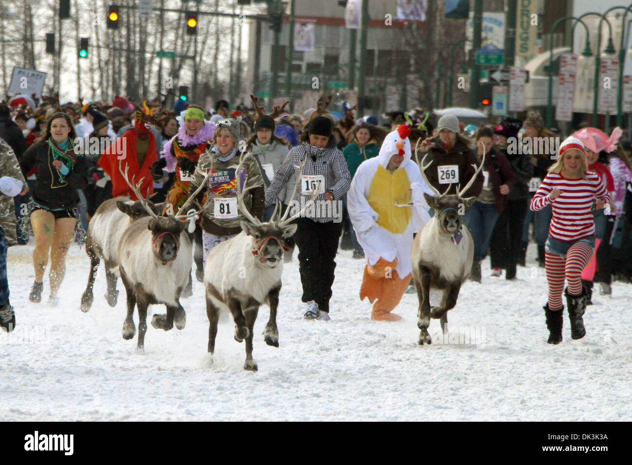 Mar 6, 2011 Anchorage, Alaska, U.S. People run with reindeer down