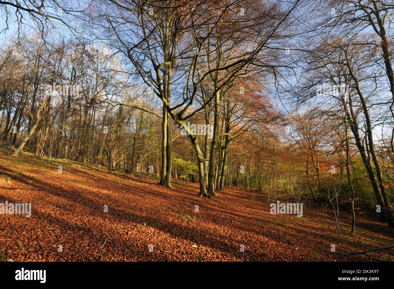 Cotswold Beech Woodland in late Autumn Fagus sylvatica Stock Photo