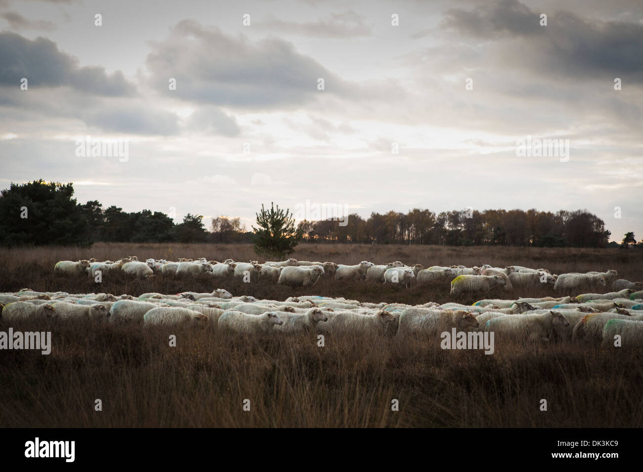 Flock of sheep (officially slow food) at the 'Strabrechtse Heide' in Lierop in the Netherlands Stock Photo