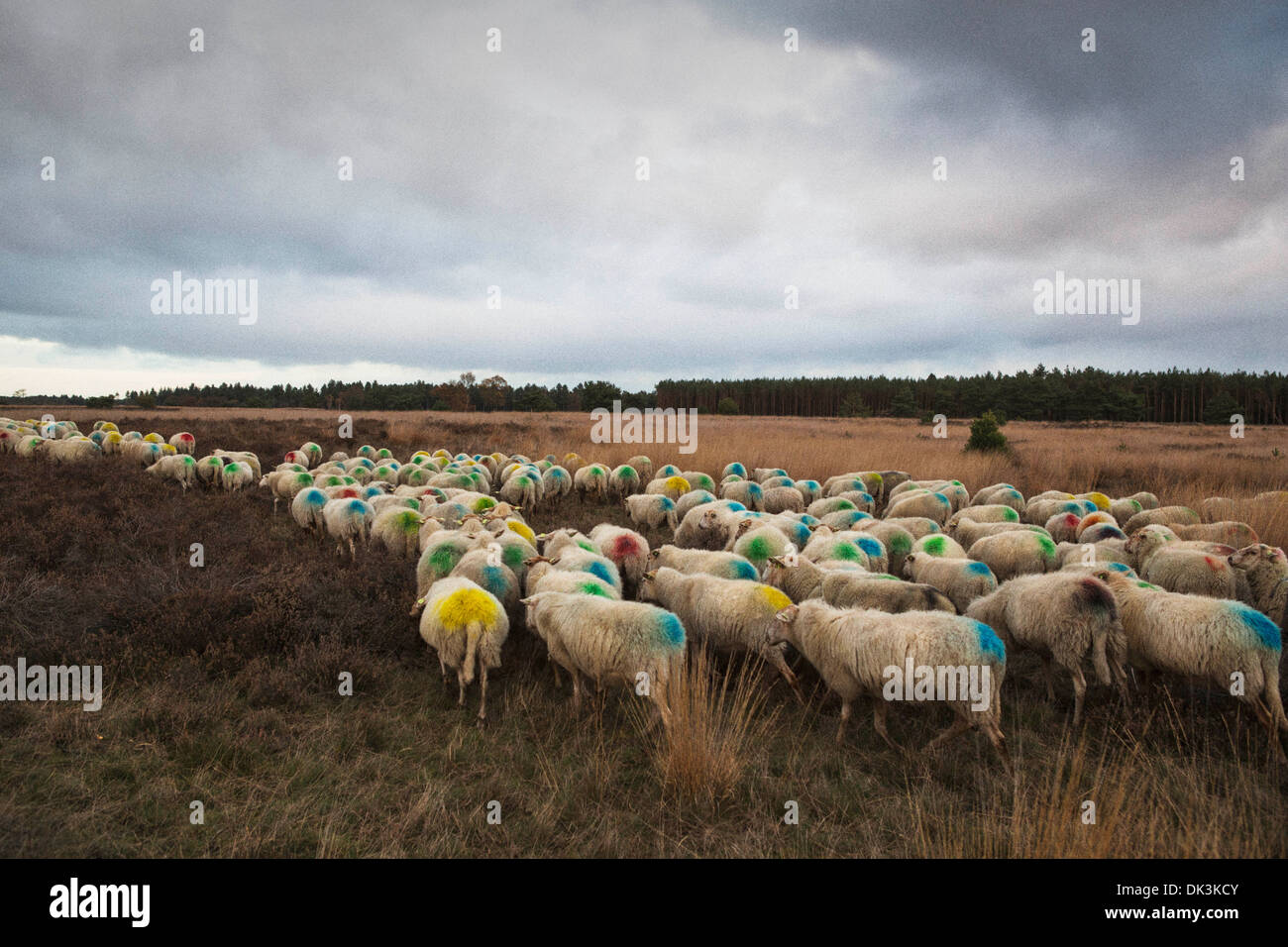 Flock of sheep (Kempisch Heideschaap is officially slow food) at the 'Strabrechtse Heide' in Lierop in the Netherlands Stock Photo