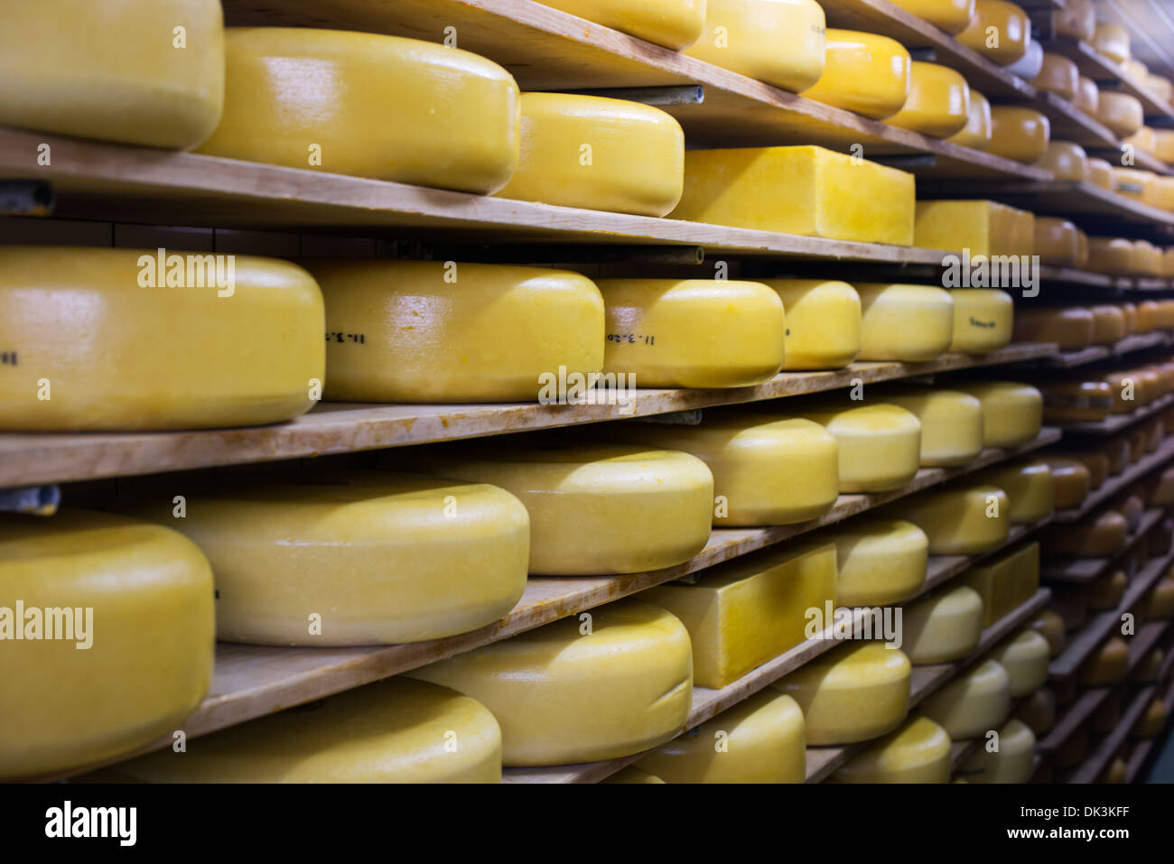 cheese factory in holland with different kinds Stock Photo