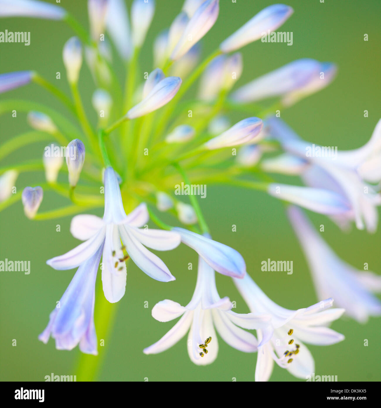 gorgeous agapanthus portrait, the flower of love  Jane Ann Butler Photography  JABP847 Stock Photo